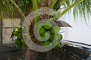 Coconut bunch on the palm tree in the garden