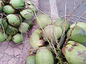 Coconut Bunche photo