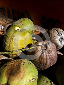 Coconut or called Kelapa in Indonesia