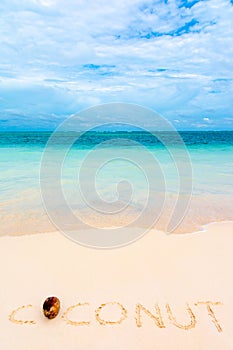 Coconut on caribbean white sand with turquoise sea background