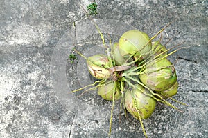 Coconut cluster On the cement floor,Thailand