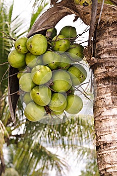 Coconut cluster on coconut palm tree