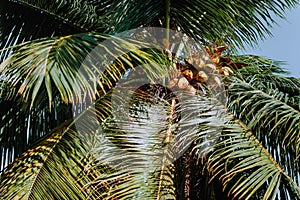 Coconut cluster on palm tree, beautiful fresh leaf with background blue sky. Tropical fruits vegetation