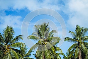 Coconut cluster on palm tree, beautiful fresh leaf with background blue sky. Tropical fruits vegetation