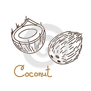 Coconut, coco, cocoanut, cokernut hand drawn graphics element for packaging design of nuts or snack. Vector illustration