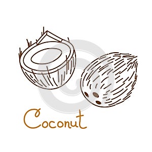 Coconut, coco, cocoanut, cokernut hand drawn graphics element for packaging design of nuts or snack. Vector illustration photo