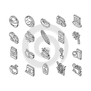 coconut coco fruit fresh white isometric icons set vector