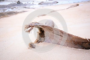 Coconut and coconut branches on the beach. Lonely mood.