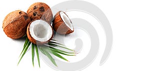 Coconut with coconuts palm tree leaf isolated on a white background. Fresh coco nut