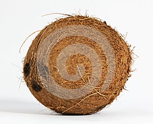 Coconut (Cocus nucifera)