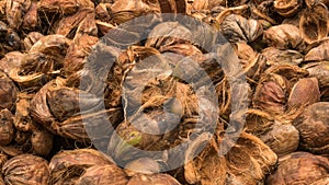 Coconut coir husk  piled, which has been peeled off or de-husked  from the coconut. close up shot of  coconut husk. photo