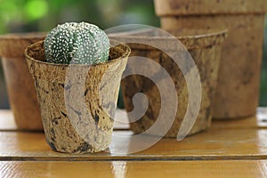 Coconut Coir Pot made from coconut fiber natural material