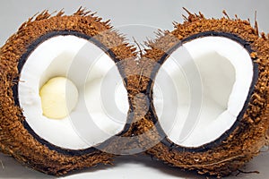 A Coconut covered with Coir or Coconut fiber which has white flesh.