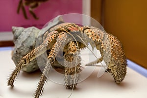 The coconut crab Birgus latro , is a species of terrestrial hermit , known as the robber , ganjo or palm thief.