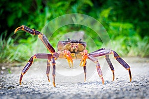 Coconut crab in South Pacific Island Niue.