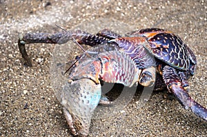 A coconut crab walking across a gravel path.