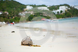 Coconut on Diniwid beach, Boracay, Philippines