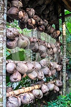 Coconut display from Zhuang Chinese Minority group village photo