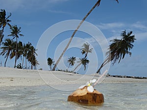 Coconut drink on paradise beach, Maldives