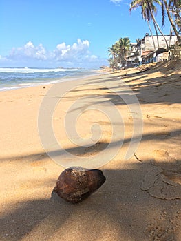 Coconut fallen on Sri Lanka beach photo