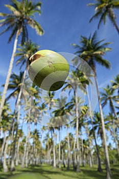 Coconut Falling Palm Trees Grove Blue Sky