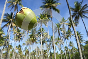 Coconut Falling Palm Trees Grove Blue Sky