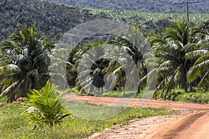 Coconut field