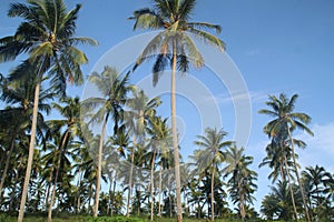 Coconut field, Rio Grande do Norte