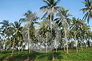 Coconut field, Rio Grande do Norte