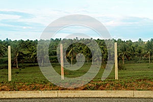 Coconut field, Rio Grande do Norte