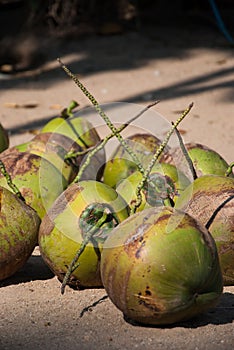 Coconut on the Floor