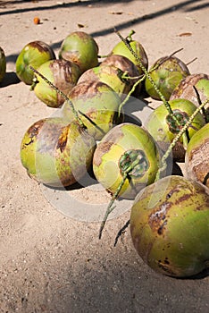 Coconut on the Floor
