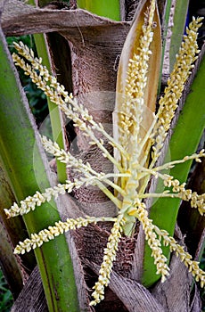 Coconut flower on tree, close up shot