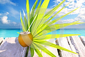 Coconut fresh in caribbean sea pier chit palm leaf photo