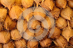 Coconut photo