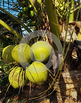 Coconut fresh froom tree