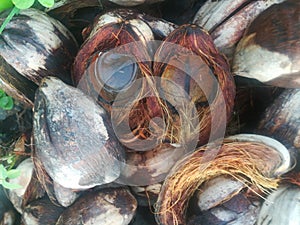 Coconut fruit