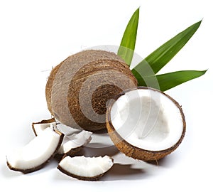 Coconut fruit