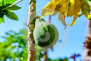 Coconut fruit on a coconut palm tree. Tropical vegetation