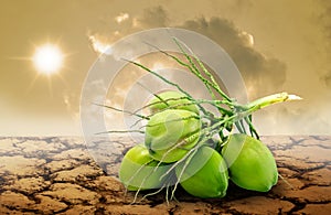 Coconut fruit on dry land, Famine concept