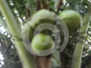 Coco colgante sobre el un árbol muy densamente. verde 