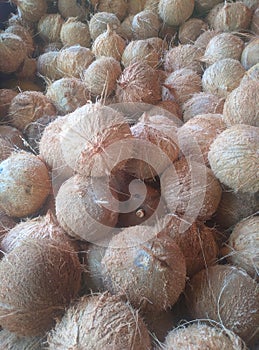 coconut fruit that has been finished in the coir stripping process