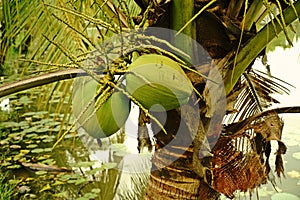 Coconut fruit