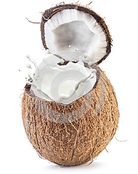 Coconut fruit and milk splash inside it.