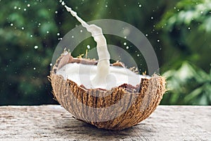 Coconut fruit and milk splash inside it on a background of a pal