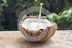 Coconut fruit and milk splash inside it on a background of a palm tree