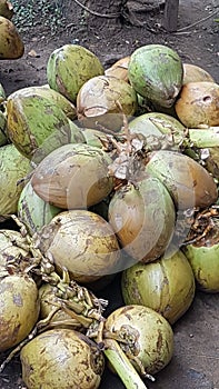 The coconut fruit ordinarily in tropical areas photo