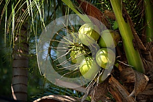 Coconut fruit on tree with the soft sunlight in the morning