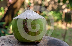 Coconut fruit on wooden chair