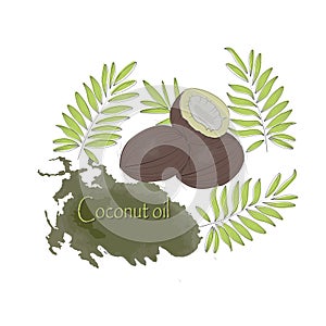 Coconut fruits and coconut leaves. Drawing for the label with coconut oil. Coconut oil. Healthy diet. Vegetable fat. Without trans